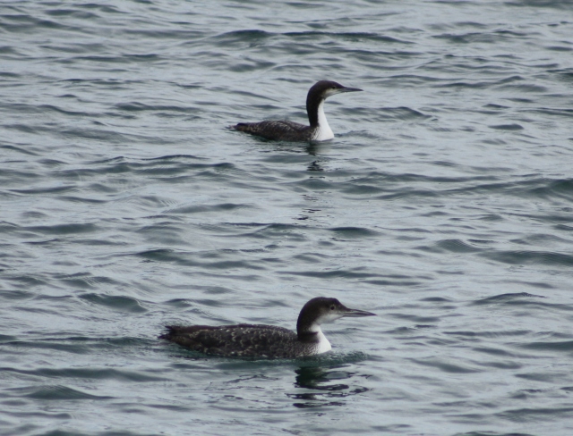 Pacific and Common Loons