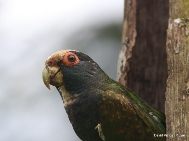 This White-crowned Parrot was photographed at its nest on 1 Mar 2009 at La Selva Costa Rica. Copyright (c) 2013 David Vander Pluym