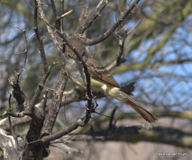 Nutting's Flycatcher sitting in a Palo Verde. Note the gray chest contrasting with the yellow belly, the very brown back and crown (lacking gray tones) as well as the secondary panel and tail pattern. Note also the worn tail on this individual.  BWR NWR 20 April 2013 Copyright (c) 2013 David Vander Pluym