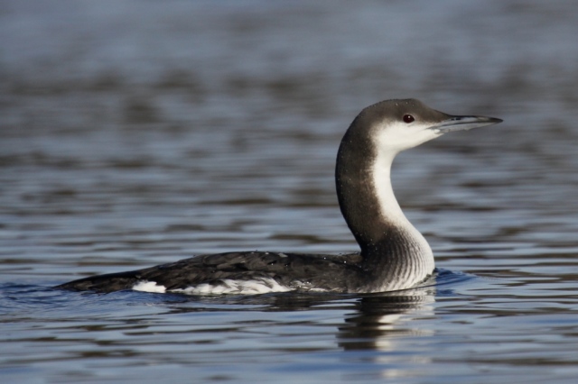Arctic Loon by Noah Gaines  1804