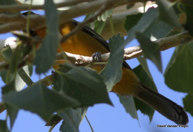 Note the extensive orange underparts which include the belly. A Bullock's Oriole with a similar face pattern at this time of year should show duller underparts and gray on the belly. Here the tail looks dusky, but you can still see some yellowish color towards the base. 4 Nov 2013 at CVCA La Paz Co, Az. Copyright (c) 2013 David Vander Pluym