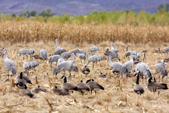 Sandhill Cranes and Canada Geese